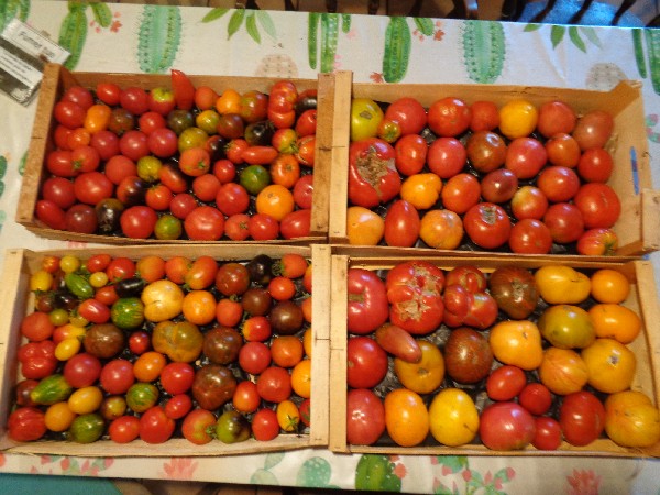 160 variétés de tomates, semences disponibles.